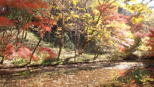 県立 四季の森公園
